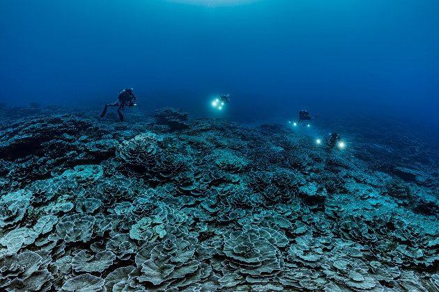 У берегов Таити исследователи обнаружили гигантский коралловый риф (видео)