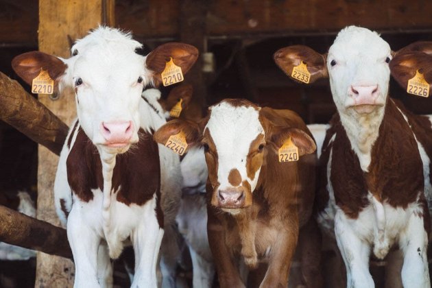 Турецький фермер показує коровам зелені луки через VR-окуляри та отримує більше молока