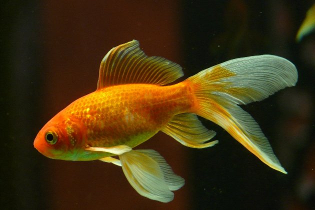 Золотих рибок навчили керувати акваріумом на колесах (фото, відео)