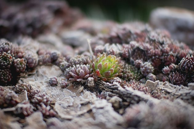 Місячний посівний календар на лютий 2026 року: що і коли сіяти, щоб отримати великий урожай