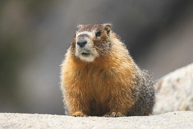 День бабака 2026: коли відзначають, історія і традиції