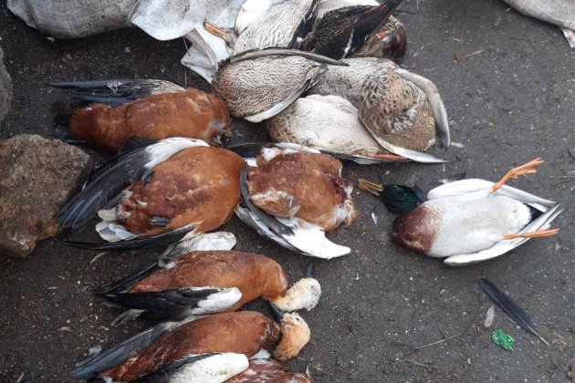 У заповіднику «Асканія-Нова» — друга за рік масова загибель птахів