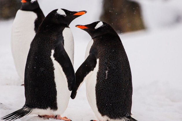Українські полярники зібрали колекцію фотографій «закоханих» пінгвінів