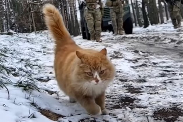 Хвостатий фронт: прикордонники показали, як рядова кішка «Кет» допомагає їм воювати (відео)