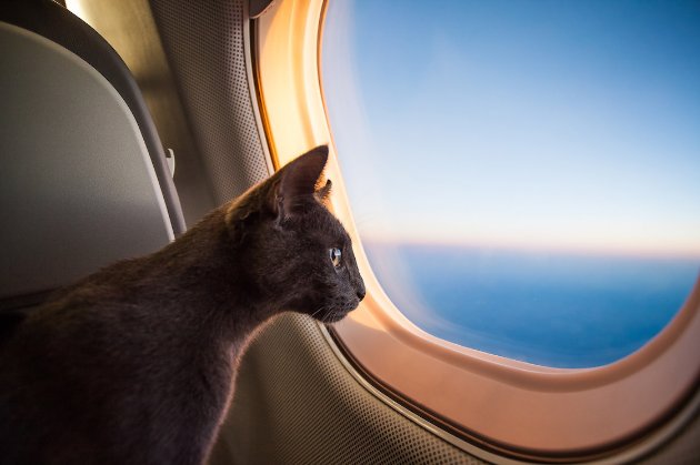Відсвяткував День кота. В Судані на пілота літака напав кіт, лайнер довелося посадити