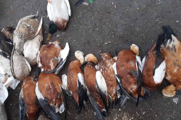 Птахи в «Асканії-Нова» загинули через отруту проти гризунів, каже Держпродспоживслужба