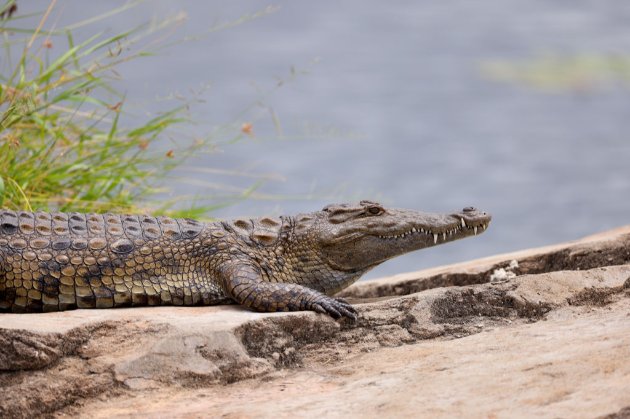 У ПАР із ферми втекли крокодили. Тварини зламали паркан і поплили геть річкою