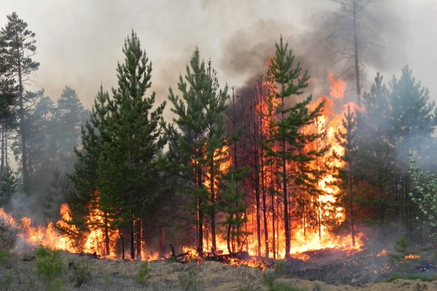 У Чорнобильській зоні горять понад 10 тис га лісу — Денісова