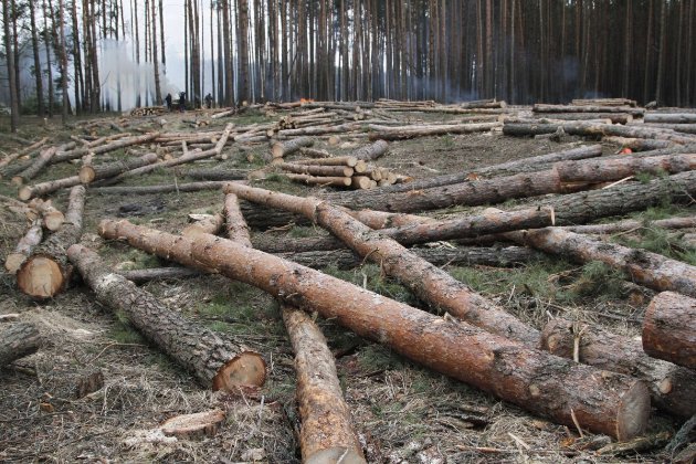 Росія планує вирубувати та продавати український ліс — ГУР