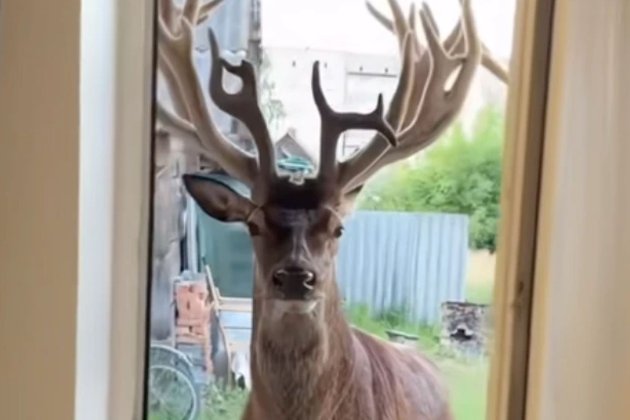 Знаменитий олень Борис з Рівненщини отримав важкі поранення — його збила автівка (фото, відео)