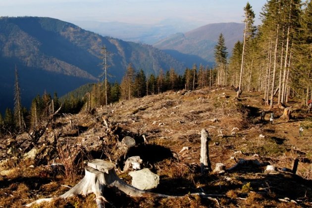 Посадовці лісгоспу на Прикарпатті незаконно вирубали дерева на 250 млн грн — ДБР