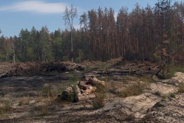 На Львівщині викрили схему знищення лісу: 19 тис. зрубаних дерев і 103 млн грн збитків