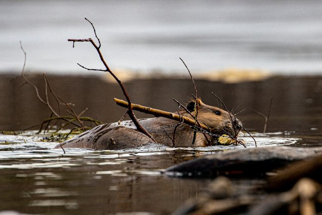 На Київщині розпочалася масова міграція бобрів: що треба знати