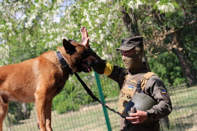 Служить на блокпості і шукає диверсантів. Як живе пес Макс, якого окупанти покинули в Україні (фото)