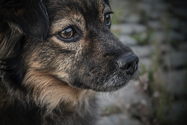 Окупанти на Херсонщині знову їдять собак через проблеми із забезпеченням (фото)