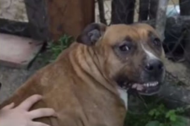 Українка розповіла, як пережила бойові дії та контузію завдяки своїм собакам (відео)