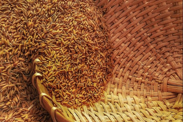 З окупованих територій росіяни вивезли майже півмільйона тонн зерна