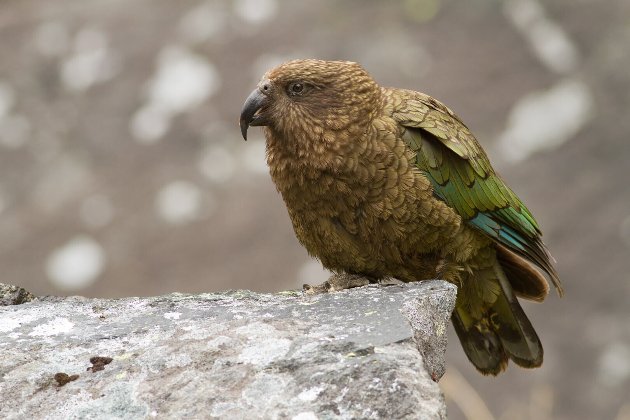 У Новій Зеландії папуги кеа пішли в гори через бажання жити подалі від людей — вчені 