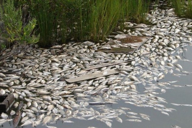 МОЗ попередило про небезпеку ботулізму у затоплених районах України: як уберегтися