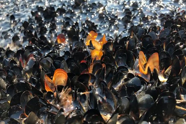 «Зварилися живцем». Через аномальну спеку в Канаді загинули мільярди молюсків та риб
