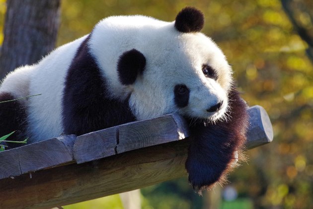 У Китаї заявили, що гігантські панди більше не під загрозою зникнення