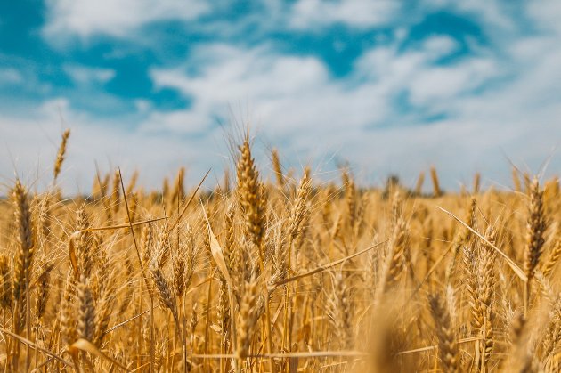 Збитки сільськогосподарського сектору України від війни склали $4-6 млрд — FAO