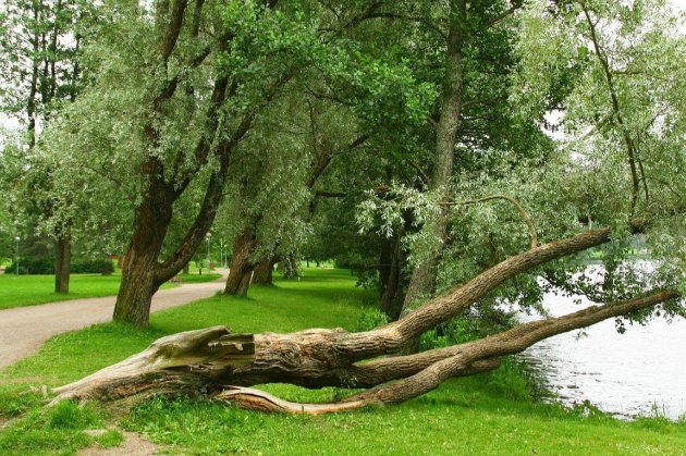У львівському парку під час буревію загинули дві людини 