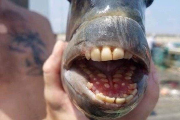 Житель США поймал «рыбу с человеческими зубами»