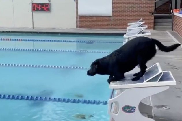 Американський плавець Келеб Дрессел навчив свою собаку плавати, як олімпійський чемпіон