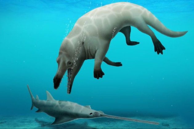 У Єгипті виявили новий вид стародавнього кита з чотирма лапами