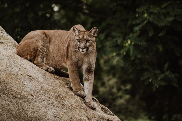 У США жінка вирвала з пащі гірського лева свого п'ятирічного сина
