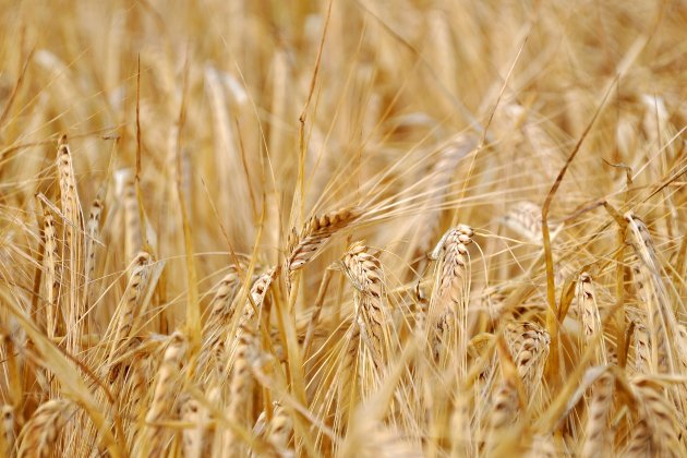 В МЗС відреагували на ініціативу країн про заборону імпорту українського зерна