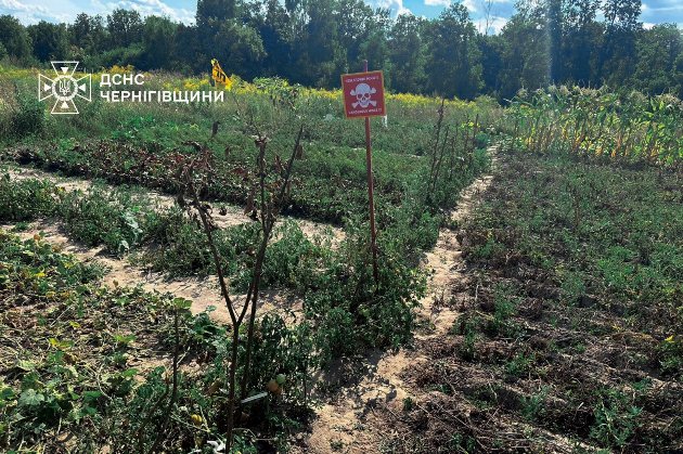 У Чернігівській області овочі підв’язують табличками «Небезпечно, міни!» (фото, відео)