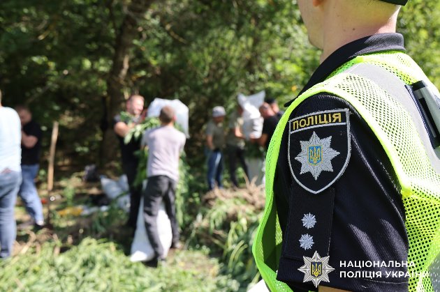 Операція «Джентельмени»: поліція знищила врожай нарковмісних рослин на 200 млн грн (фото)