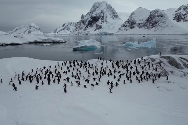 «Це тільки початок»: до станції «Академік Вернадський» масово йдуть пінгвіни (відео)