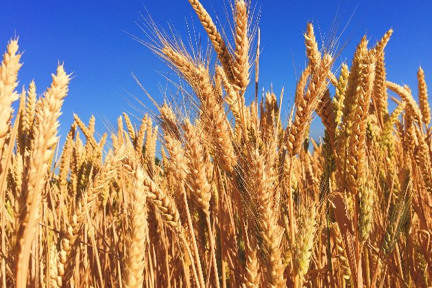У Польщі заявили, що не дозволять «затопити» країну українським зерном