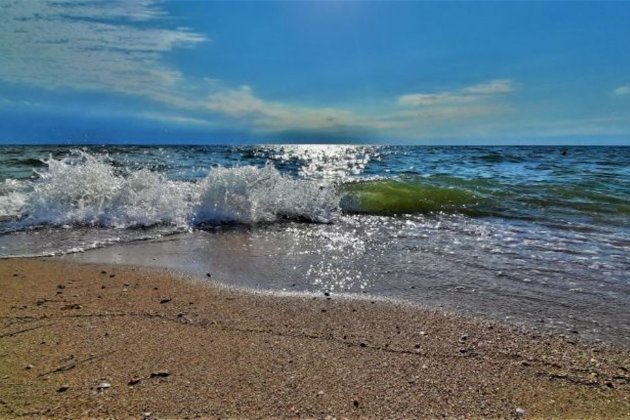 У Маріуполі знову знайшли мертвих дельфінів на пляжі (фото)