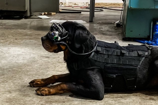 Вчені США тренують військових собак в окулярах доповненої реальності