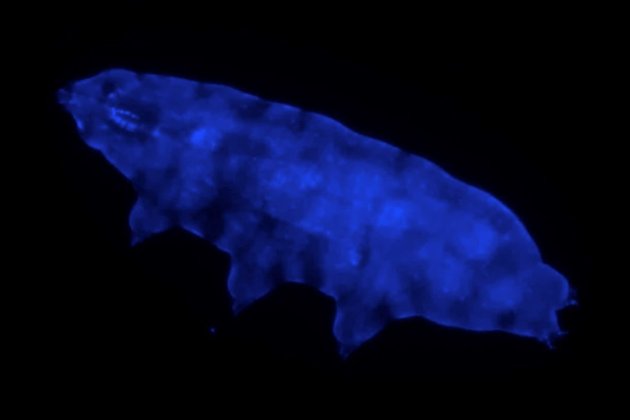 Суперсила мікроскопічних тихоходів — флуоресцентний захисний щит