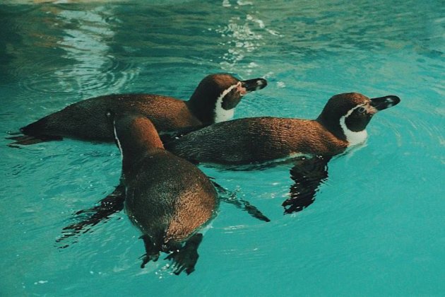 Єдині в Україні. До Харківського зоопарку прибули три самки пінгвінів Гумбольдта (фото)