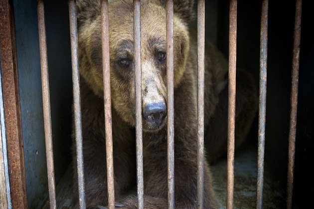 Ведмеді, які 20 років належали «Укрзалізниці», тепер житимуть у зоопарку в Нідерландах