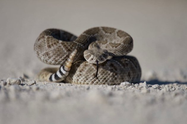 Мешканка Сполучених Штатів знайшла під своїм будинком більше 90 гримучих змій 