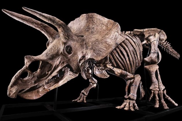 У п’ять разів дорожче, ніж очікували! Найбільший у світі скелет трицератопса продали за $7,7 млн