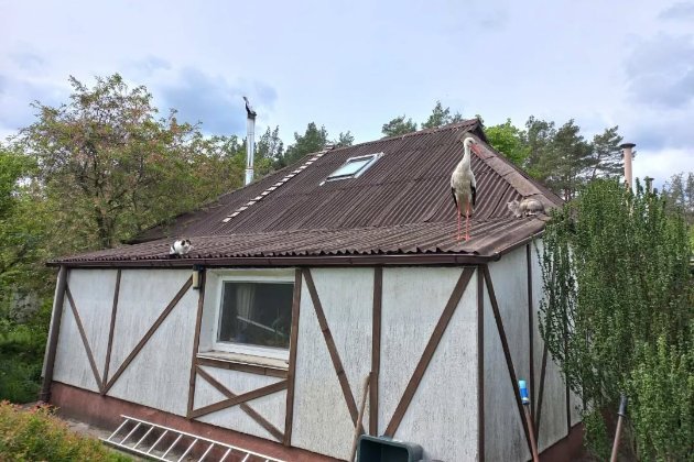 На Київщині згорів стаціонар центру порятунку птахів «Садиба Нюшанік» (відео)