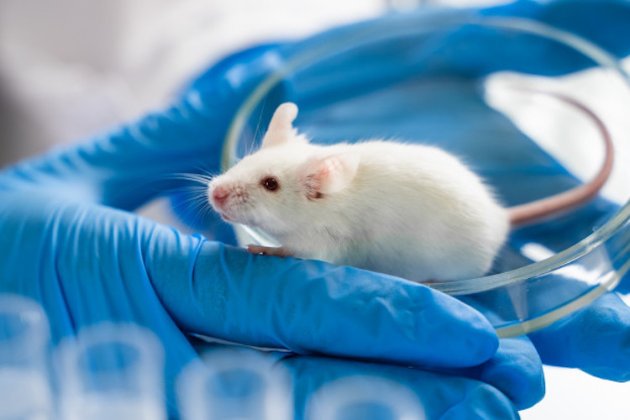 У Польщі на мишах почали тестувати українську вакцину від COVID-19