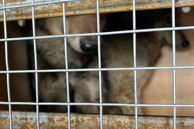 Трьох українських вовків намагалися вивезти до Непалу під виглядом собак