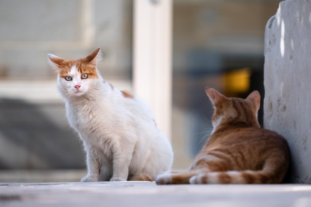 Дослідники визначили найкрасивіші породи котів за принципом «золотого перетину» 