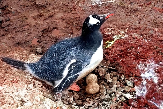 На станції «Академік Вернадський» пінгвіни відклали перші яйця (фото)