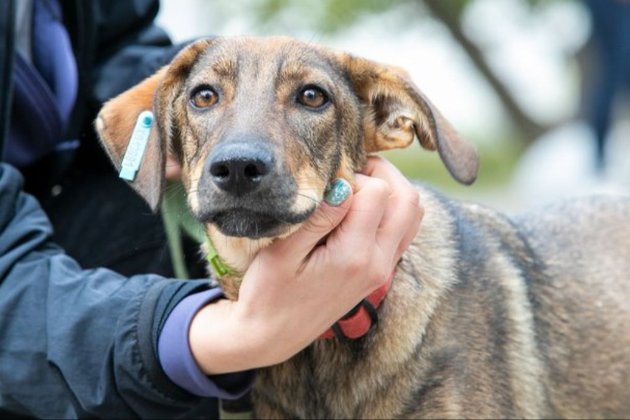 UAnimals закликав придбати віртуальні дрова для опалення притулків