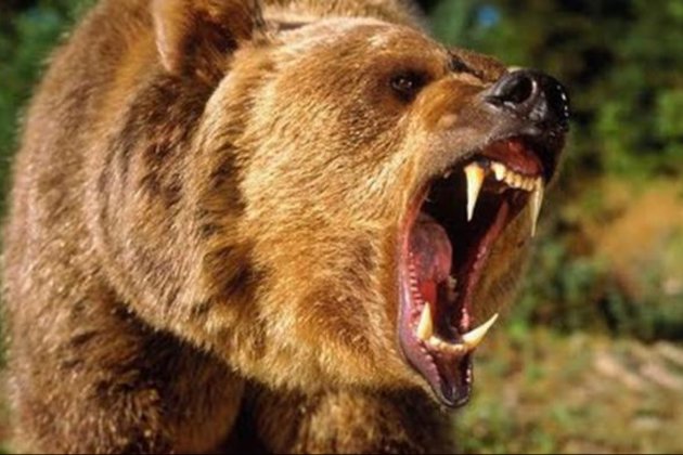 Японія розгорнула війська через велику кількість нападів ведмедів